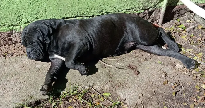 Vendo fêmea de Bulldog campeira ou troco por raça pequena 