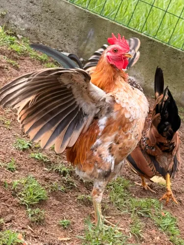 Galo Serama 