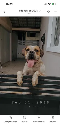 Doação responsável Bulldog Campeiro de 2 anos