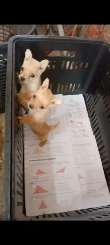 Oportunidade única !!! Pinscher macho 50 dias 500 reais cada..