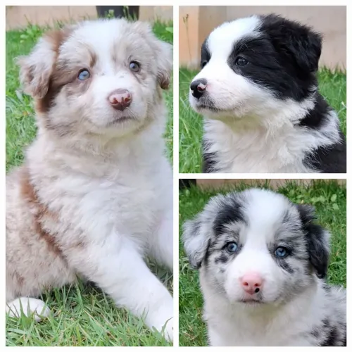 Border collie disp. @border.collie.br