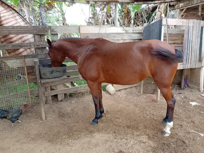 Égua árabe com manga larga