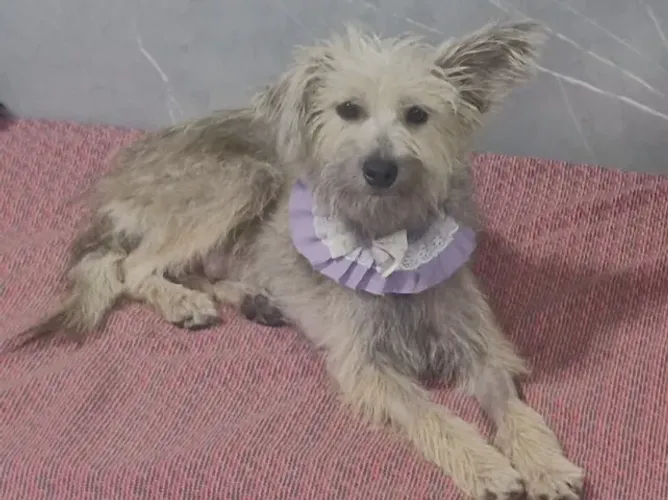 Para doação, cachorra, castrada, resgatada em Apucarana