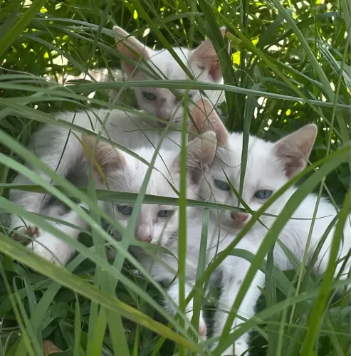 GATINHOS DE RAÇA PARA ADOÇÃO