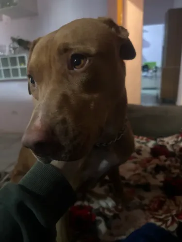 doa se pit bull