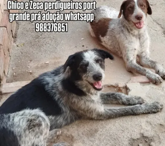 Dois cachorros pra adoção 