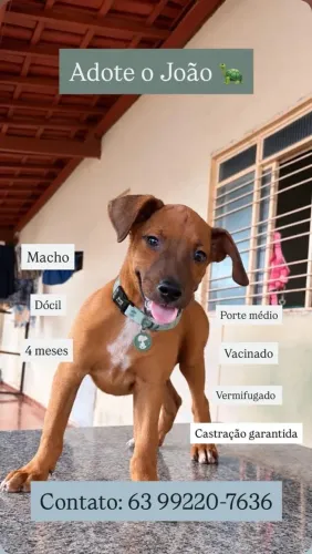 Cachorro filhote para adoção