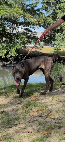 CANE CORSO (MACHO) 