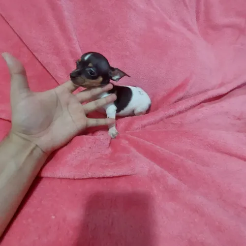 Pinscher fêmia e macho zero com 70 dias pai e mãe zero 