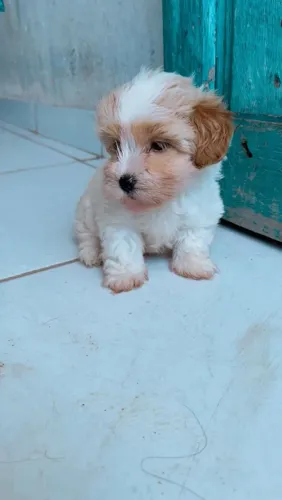 Filhote de shihtzu com poodle,  pelagem liza e branca 