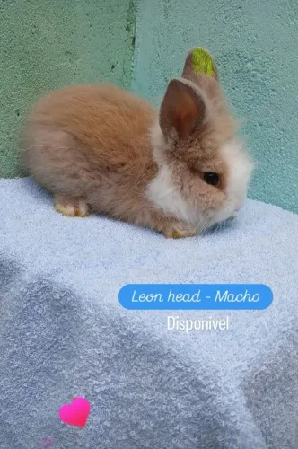 Filhotes de coelhos