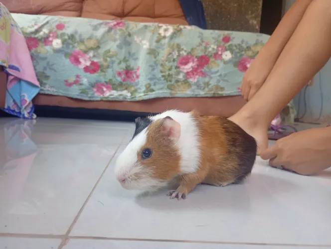 Doação ?