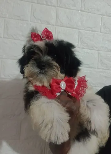 Shih Tzu Fêmea filhote