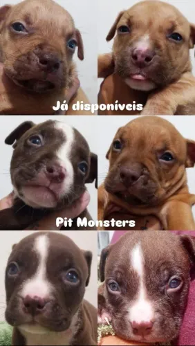 Pit Monsters excelente padrão