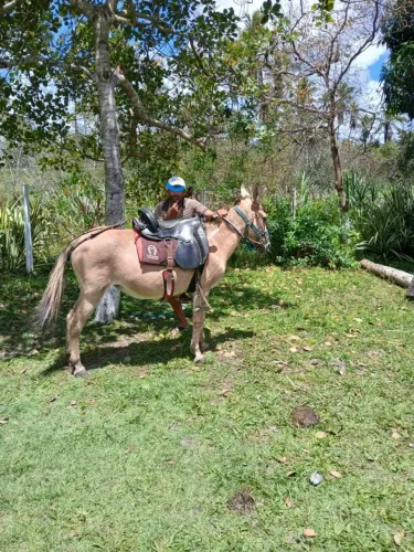 burra mula