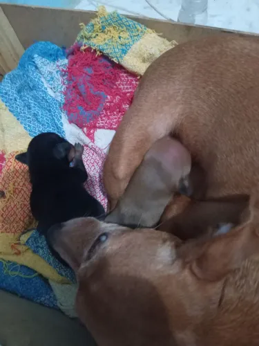 Cachorro pinshe 1