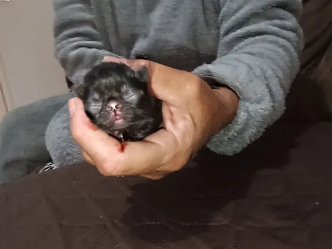 Gato persa