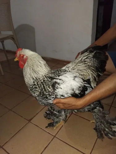 GALO PESO PESADO