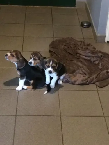 Beagle cachorrinho disponível para quem busca praticidade