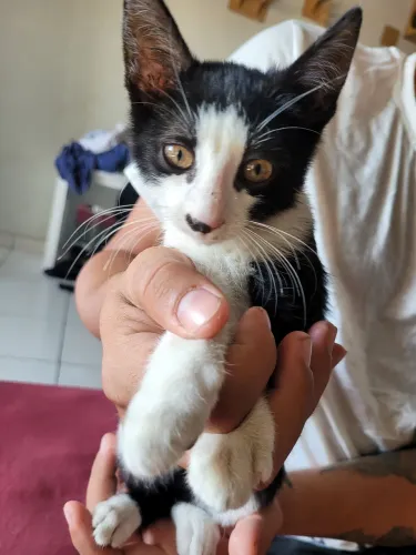 Gata filhote para adoção