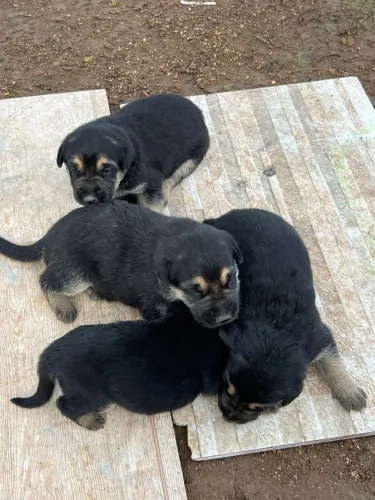 4 Fêmea Pastor Alemã Top