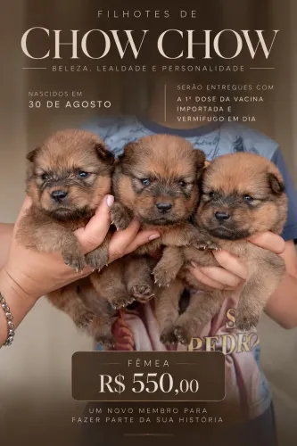  Chow chow  