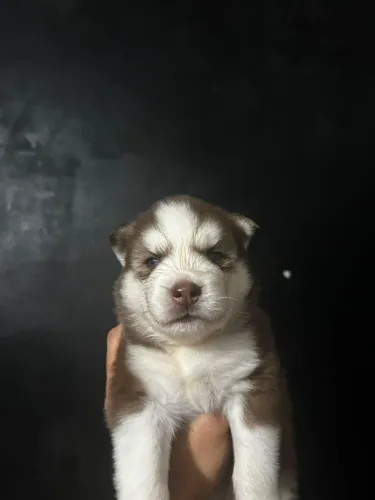 Filhotes de husky siberiano