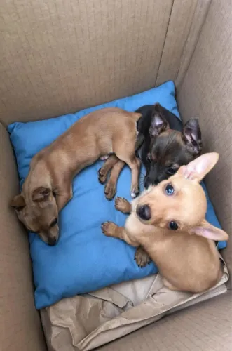 Pinscher