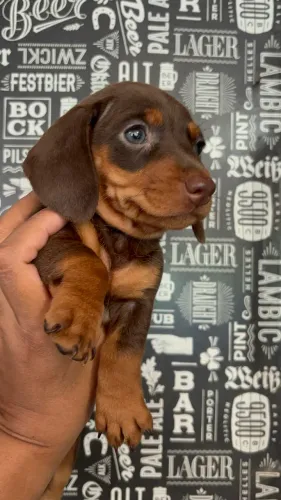 Dachshund - Basset pronta entrega!!! 