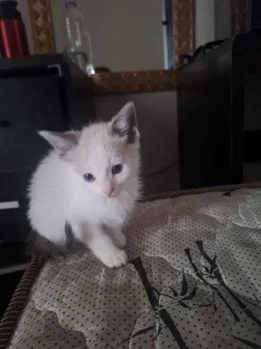 Doa-se gatos filhotes- 3 meses