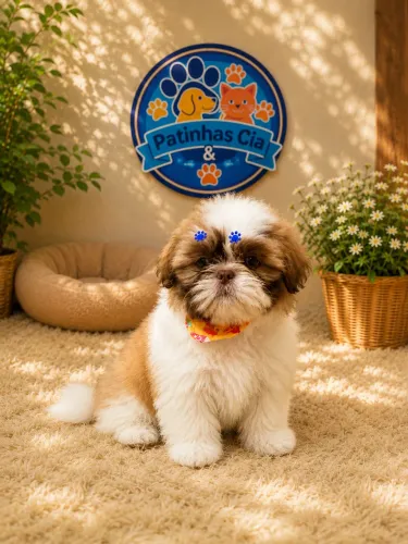 Shihtzu micro machinho