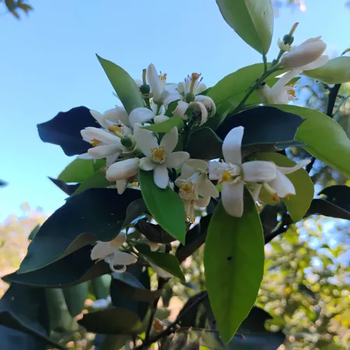 Vende-se Mudas frutíferas