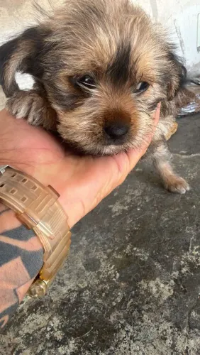 Cachorro mestiço Shitzu com yorkshire 