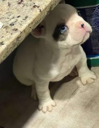 FÊMEA EXÓTICA DE BULLDOG FRANCÊS
