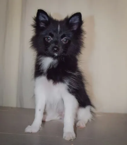 Vendo filhote de spitz alemão 