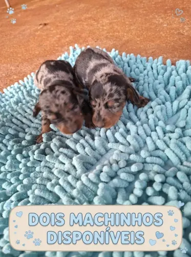 Basset macho e fêmea pra reserva