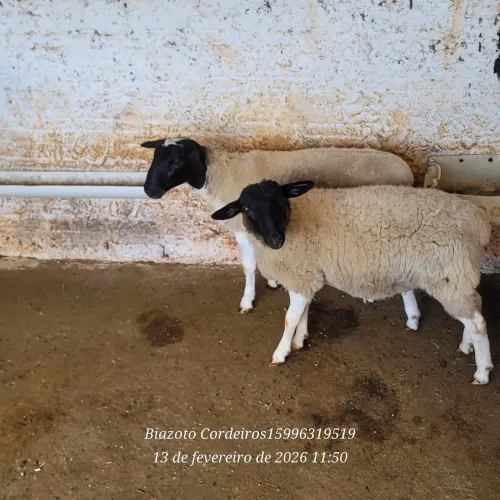 Cordeiros machos Dorper 