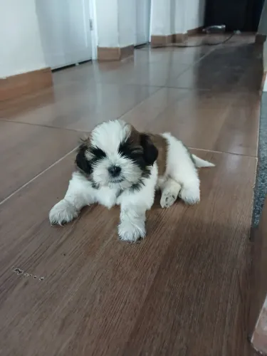 Cachorro shi-tzu