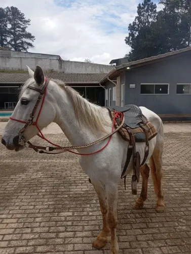 Égua