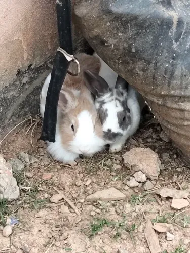 Coelhos