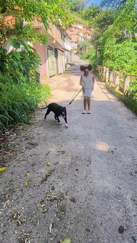 DOAÇÃO DE CACHORRO