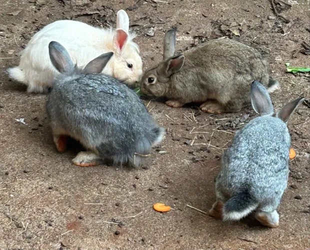 Doação de coelhos