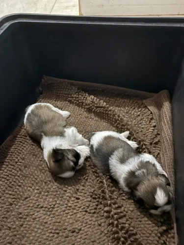 Vendo filhotes te shitzu puro,muito fofos,docieis e lindos,estão com 29 dias,