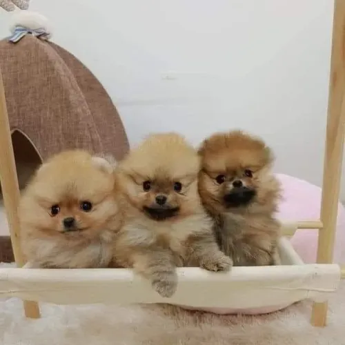 Spitz Alemão lindo