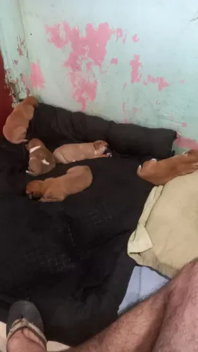 Doação de filhotes de cachorro