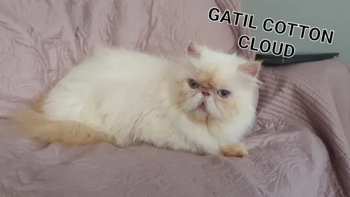 Gata persa/ Himalaia 