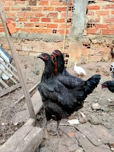 Frangas capoeira