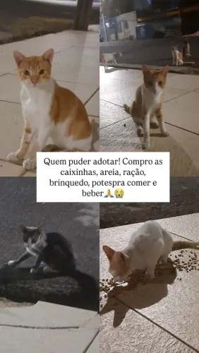 Gatinhos fofos adocao