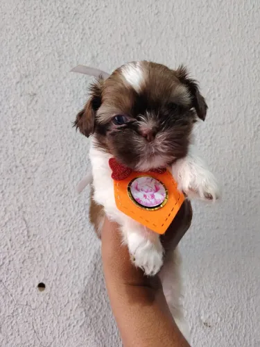 Shihtzu macho linhagem chocolate
