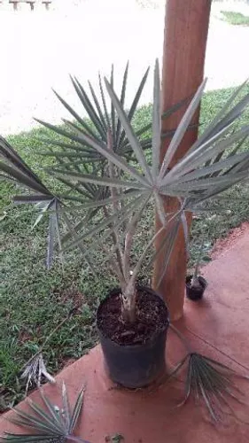 Muda Palmeira azul Bismarckia Nobilis +1mt. *l